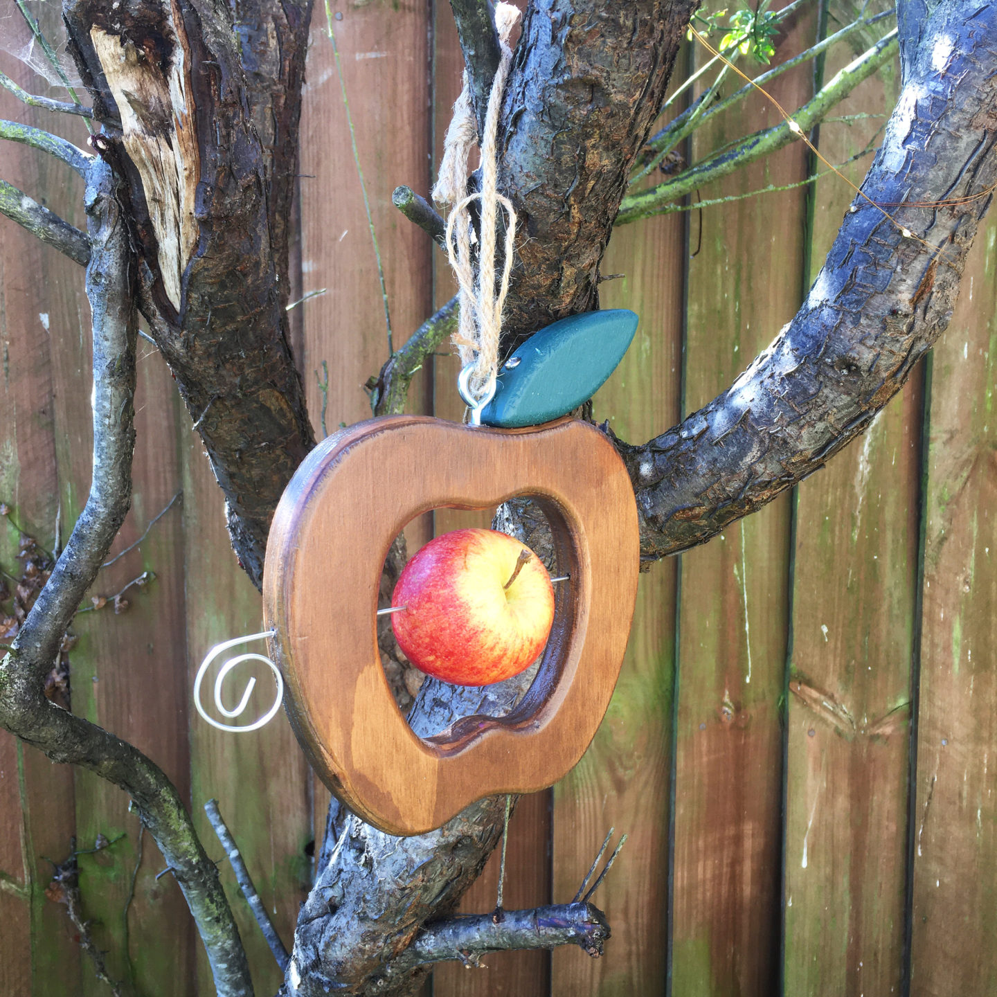 Eco apple bird feeder hanging from a tree branch