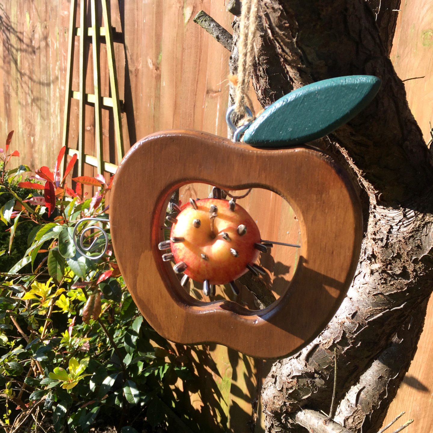 Eco apple bird feeder with sunflower seeds poked in hanging from a tree